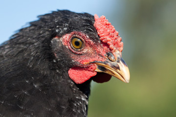 Close up of chicken head.