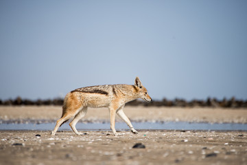Black Back Jackal Walks Along Beach