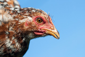 Close up of chicken head.
