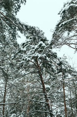 Trees In Snow