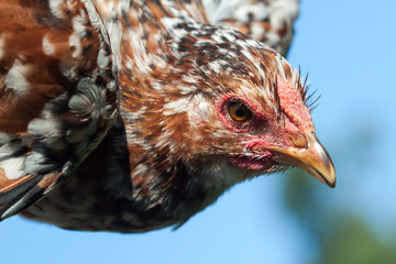 Close up of chicken head.