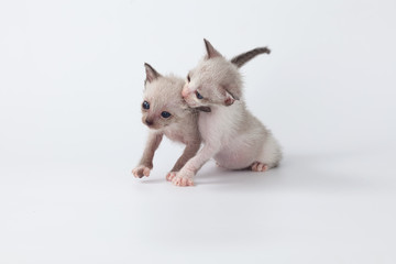 cute kitty cat playing on white background