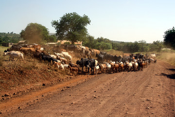 cows and goats being herded along a dirt road in Moshi area, Tanzania