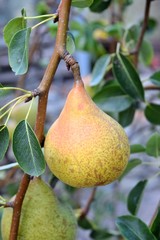 pera su un ramo di albero di pere