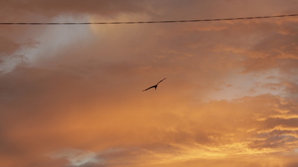 silhouette of lonely bird in sunset, orange sky