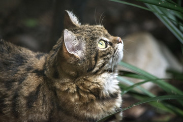 Black-Footed Cat