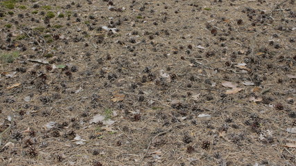 cones on earth background