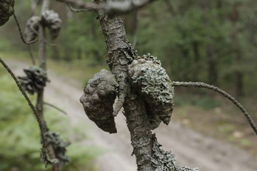 pine cones