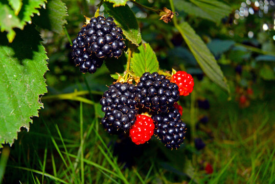 Bunch of ripe and unripe blackberries on the bush with selective focus.