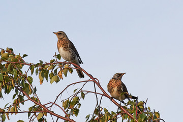 Fieldfare (Turdus pilaris)