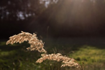 Polish Autumn