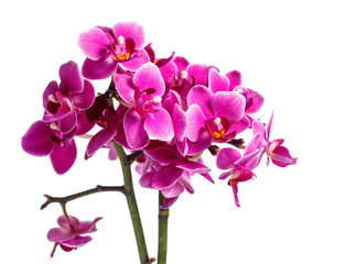 Naklejka na ściany i meble Blooming pink orchid with many flowers on a white background
