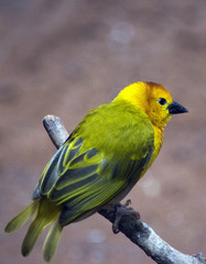 green and Yellow Bird