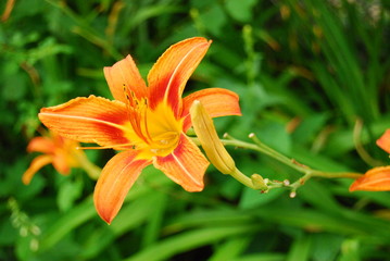 Orange Flower