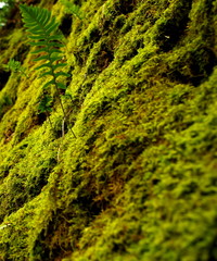 Moos und Farn am Fels