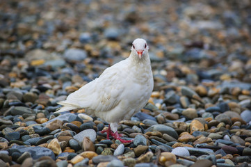 White dove sitting on peeble beach