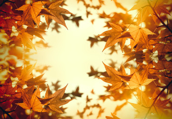 Fototapeta premium Autumn foliage - leaves (beautiful nature in autumn)