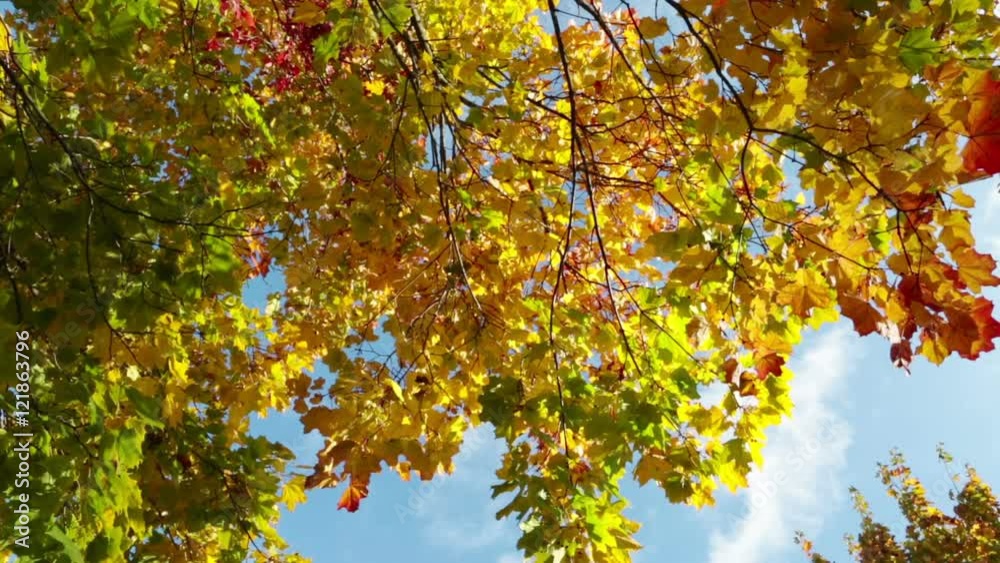 Wall mural leaves fall from a bright autumn maple