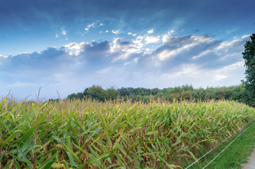 Fototapeta na wymiar Sonnenstrahlen über den Feldern