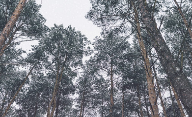 Trees And Snow