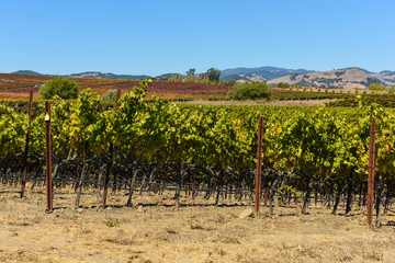 Fototapeta na wymiar Vineyard in Napa Valley California