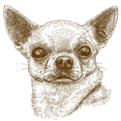 engraving  illustration of chihuahua