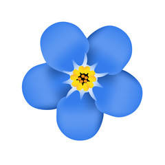 Forget me not flower blossom. Blue flower. Vector illustration