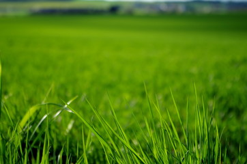 Grüne Wiese vor tschichem Dorf im Sommer