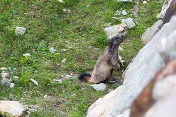 Marmot in Breuil-Cervinia Italy