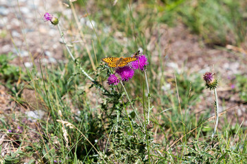 Butterflies on a Centaurea scabiosa