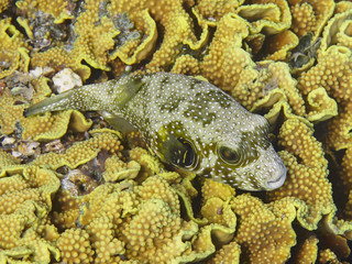 White-spotted puffer (Arothron hispidus) fish lying on the coral in the sea
