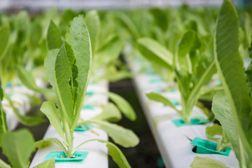 Photograph of hydroponic vegetable farm.