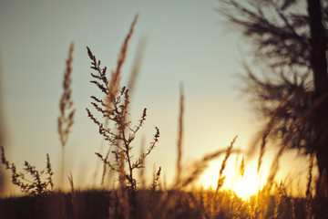 Sonnenuntergang im Grasfeld 4