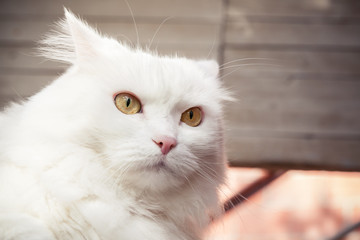 Closeup portrait of white fluffy cat