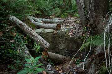 Algunos troncos cortados en un río seco 