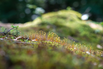 nature