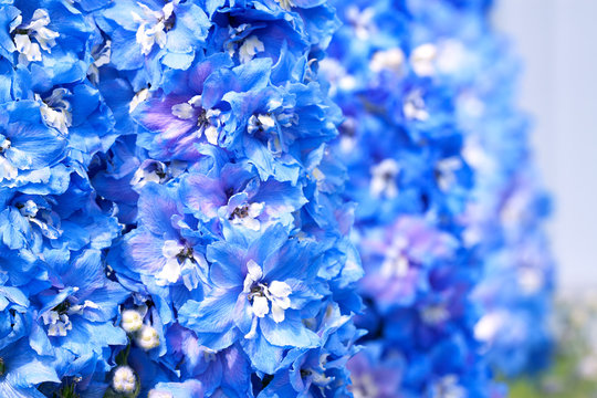 Blue Flowers Of A Delphinium Close Up