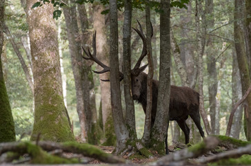 cerf brame chasse cervidé nature sauvage forêt frottis bois co