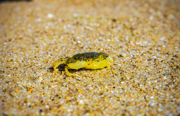 Marine crab on the sand on the beach, nature background