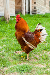 Beautiful Red Rooster