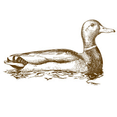 engraving illustration of mullard duck