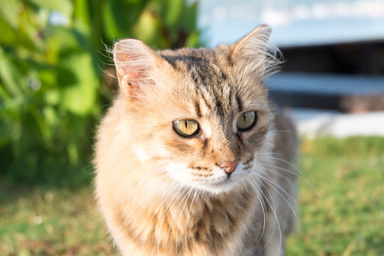 Wild brown cat on lawn
