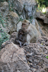 Mother monkey with baby monkey with green background