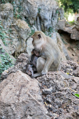 Mother monkey with baby monkey with green background