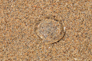 One transparent jellyfish on sand beach