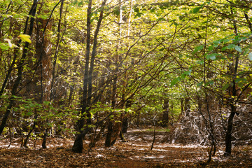 Fototapety na wymiar - Fototapeta24.pl