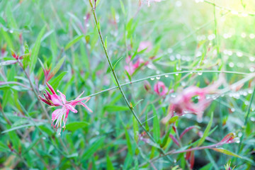 Pink flower with green grass in a park