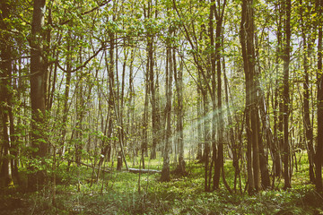 Fototapeta na wymiar Thin trees in a wood in the Chilterns