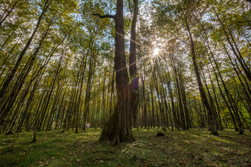 Obraz premium Hyrcania Forest, Mazandaran, Iran