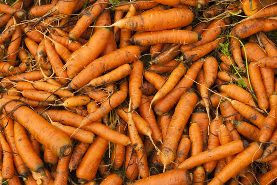 Background with the bunches of fresh carrots